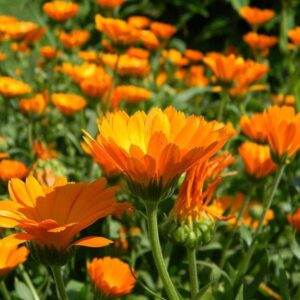 calendula6 600 Shirat Ha'Midbar - A Farming Experience in the Midst of Herbs