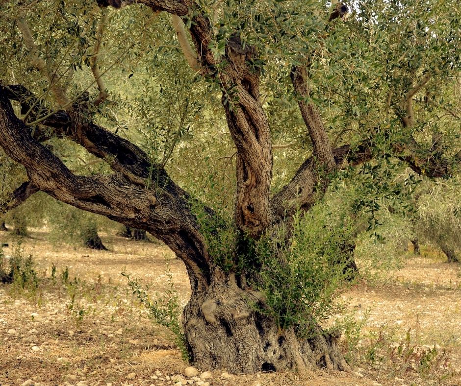 שימוש בעלי זית לרפואה