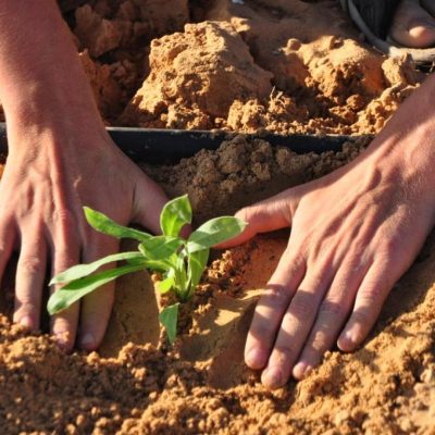 זריעת צמחי מרפא בחוות שירת המדבר